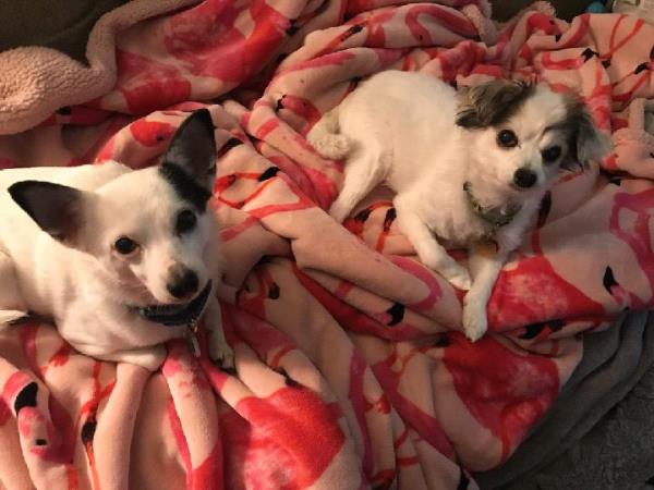 /Images/uploads/Friends of Seal Beach Animal Care Center/2025sbacc/entries/33548.jpg